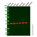 Hsp40 Mouse mAb