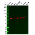 Hsp60 Mouse mAb