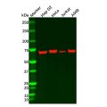 Hsp70 Mouse mAb