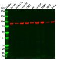 Recombinant Hsp90 Antibody