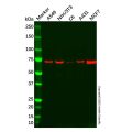 Recombinant HSPA2 Antibody