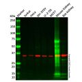 Recombinant HtrA2/Omi Antibody