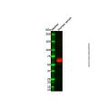 Recombinant Human IgA Antibody
