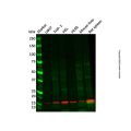 Recombinant Iba1 Antibody