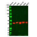 ICAD Antibody