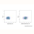 CD54 Rat mAb