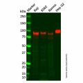 Recombinant ICAM1 Antibody