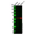 Recombinant ICAM2 Antibody