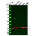Recombinant Id1 Antibody