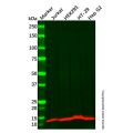 ID2 Antibody
