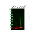 ID3 Antibody