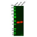 IDH1 Mouse mAb