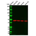 IDH2 Antibody