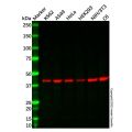 IDH3B Antibody