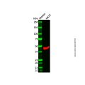 IDH3G Antibody