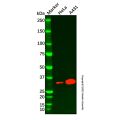IFI35 Antibody