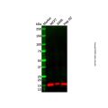 IFITM2 Antibody