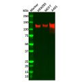 Recombinant IGF1 Receptor Antibody