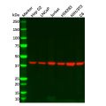 Recombinant Ihh Antibody