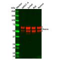 Ikaros Antibody