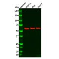 IL-10RA Antibody