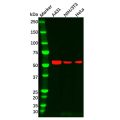 IL-13 receptor alpha 1 Antibody