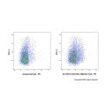 CD122/IL-2Rβ Rat mAb