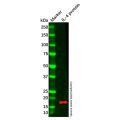 IL-4 Antibody