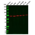 Recombinant IMP3 Antibody