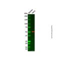 MPDH1 Antibody
