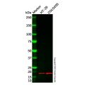 INSL4 Antibody