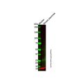 Recombinant Insulin Antibody