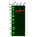 Integrin alpha 3 Antibody