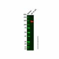 Recombinant Integrin alpha 9 Antibody