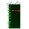 Recombinant Integrin beta 3 Antibody