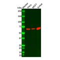 INTS9 Antibody