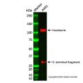 Involucrin Antibody