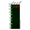 Recombinant IQGAP1 Antibody