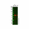 Recombinant IRAK4 Antibody