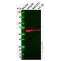 Recombinant IRF7 Antibody