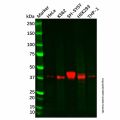 Recombinant Islet 1 Antibody
