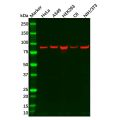Recombinant ITGB6 Antibody