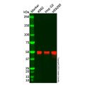 JMJD6 Antibody