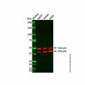 Recombinant JNK1/JNK2/JNK3 Antibody