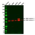 Recombinant JNK1 Antibody