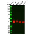 Recombinant JAM-A Antibody