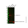 Kallikrein 11 Antibody