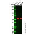 Recombinant KAT8/MYST1/MOF Antibody