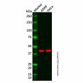 KCNJ15 Antibody