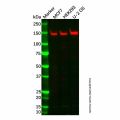 Recombinant KDM4A/JHDM3A/JMJD2A Antibody